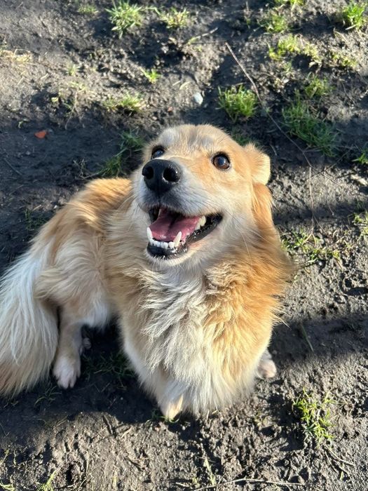 Boguś,szukamy domu bez dzieci Schronisko Kalisz