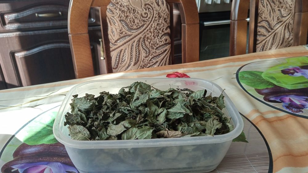 Mięta ekologiczna z ogrodu