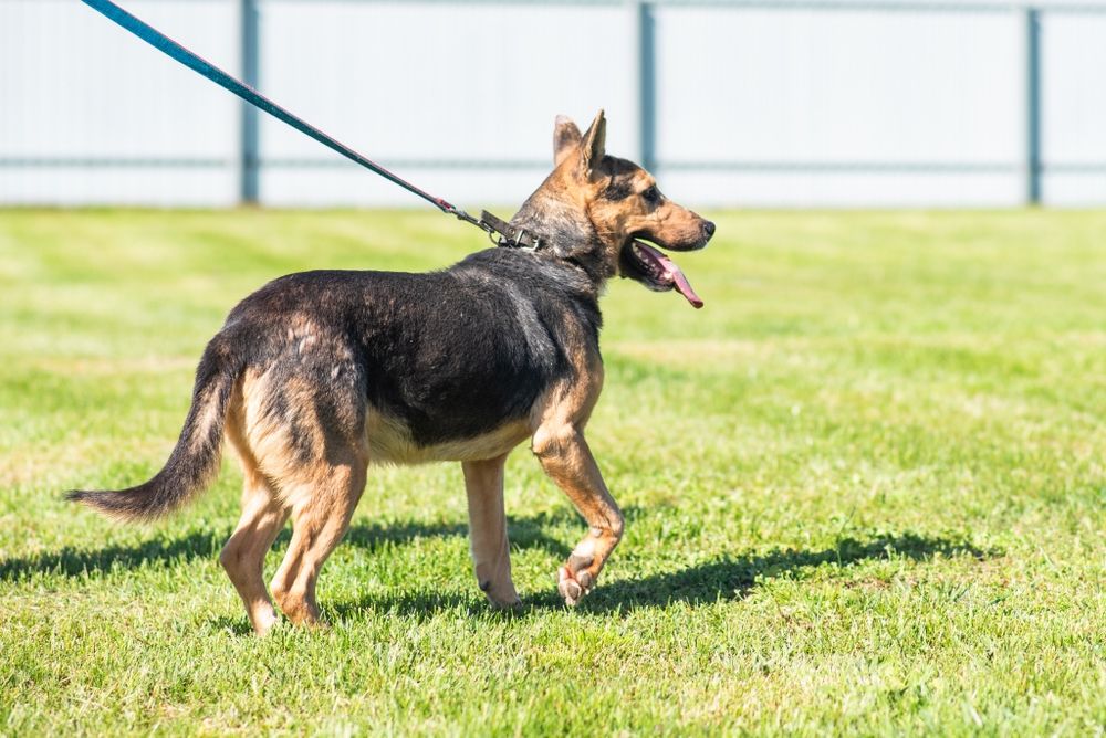 Hirek pies do adopcji