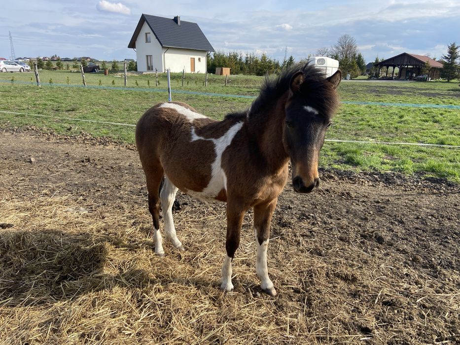 Ogier Hucuł Walientte Programowy