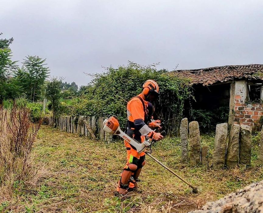 Limpeza terrenos silvicultura limpeza florestal