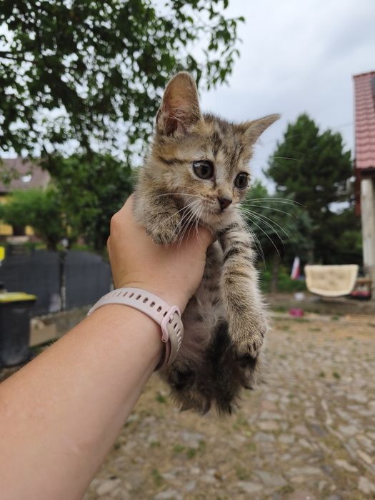 Twaróg poszukuje domu