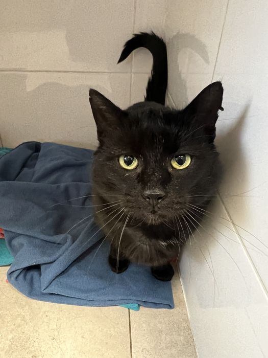 Bardzo pilnie dom dla kota! Nie ma dokad isc!