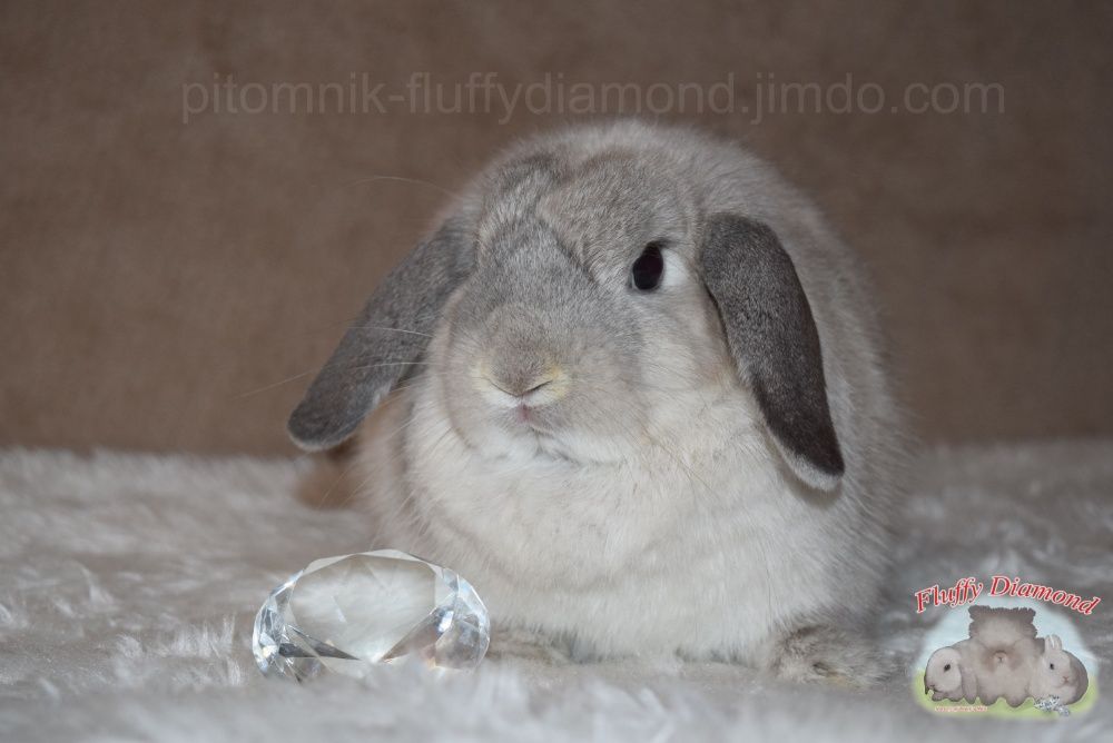 Карликові  кролики. Від найкращих представників породи!