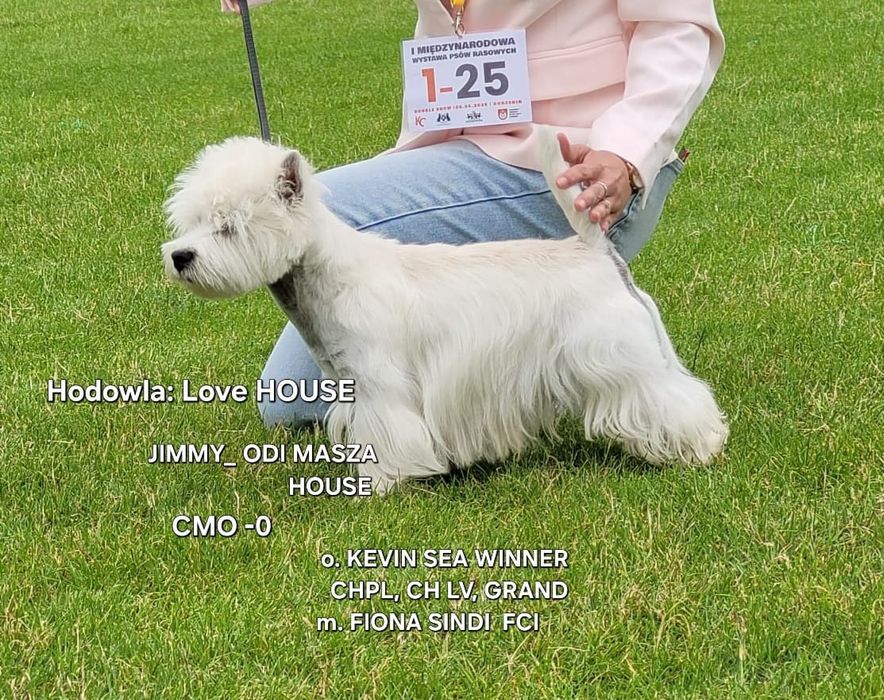 West highland white terrier REPRODUKTOR