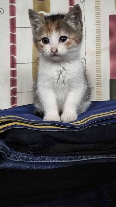 Віддам в добрі руки кошеня дівчинка