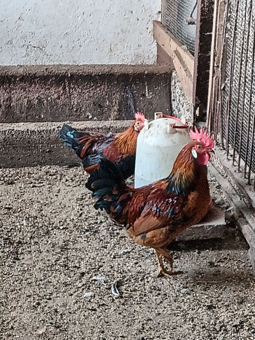 Kogut mieszany liliput