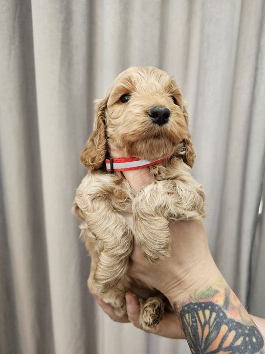 Cockapoo F1 Śliczna suczka -BADANIA