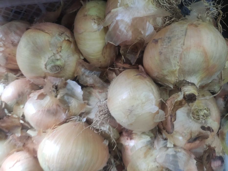 Cebola restauração ou casa portuguesa excelente