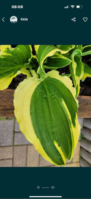 Hosta funkia roslina ogrodowa