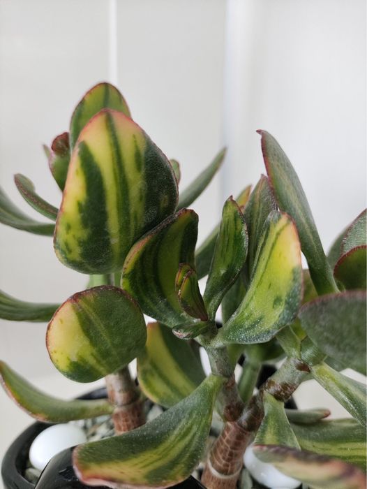 Красула Солана у керамічному горщику-вазі, ідеально на подарунок