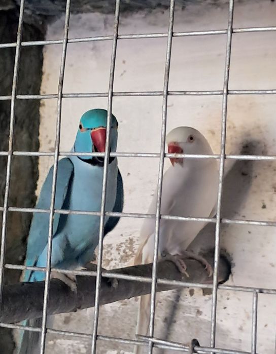 2 casais de ring necks