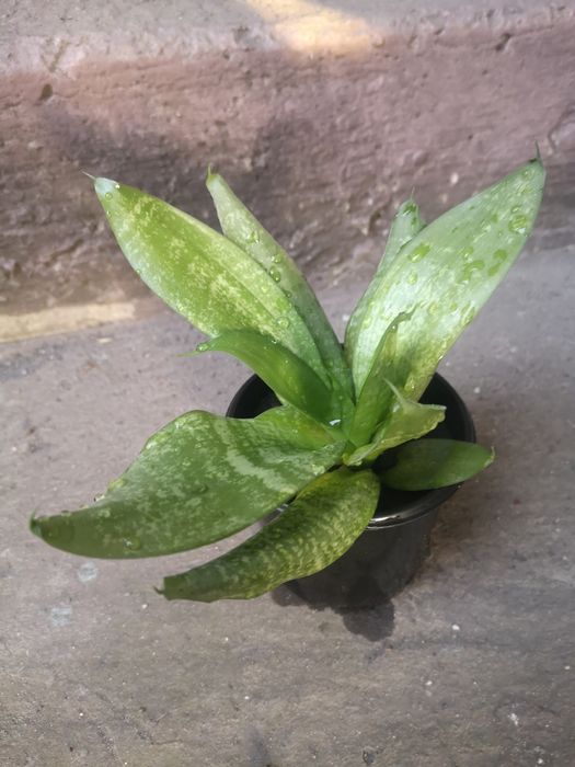 Сансевієрія (кімнатна рослина)