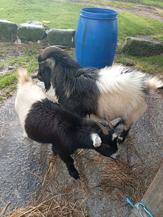 Vendo casal de cabras anas