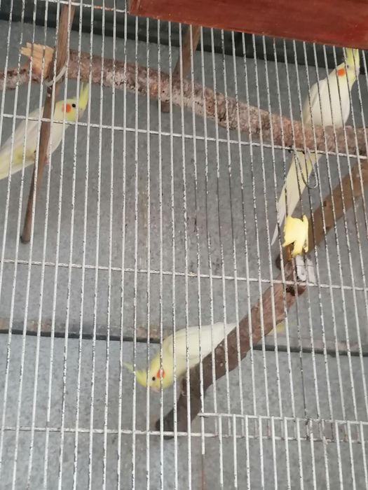 Caturras lutinas adultas