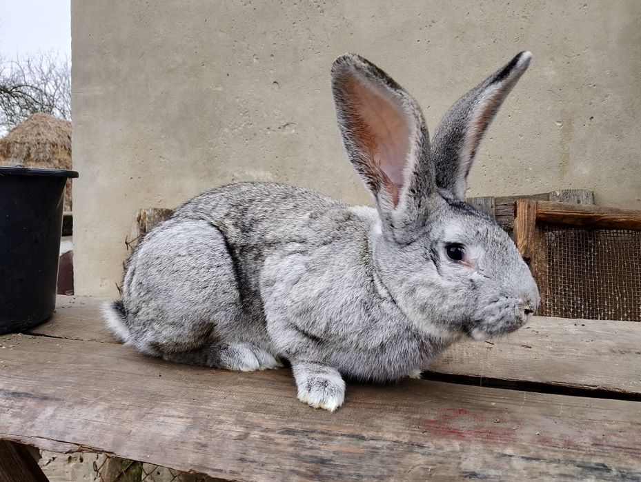 Продам кролі, самці