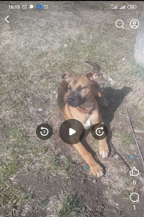 Молодий помісний Амстафф