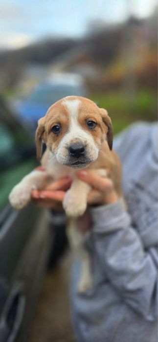 Гарні дівчатка шукають родину!