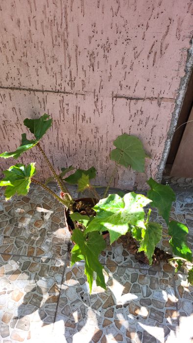 Кімнатні рослини розпродаж : гібіскус, лимон, грейпфрут...