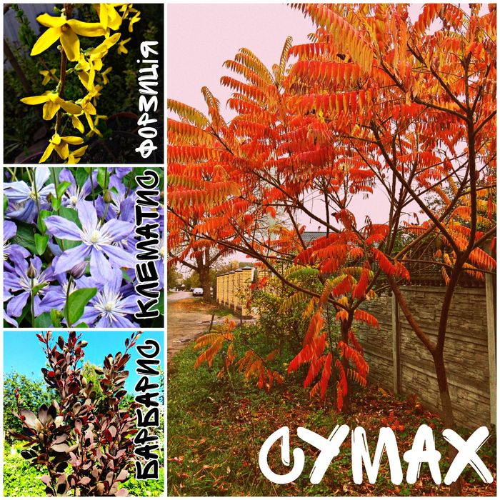 Декоративні рослини (барбарис, клематис, сумах, овсянниця, спірея...