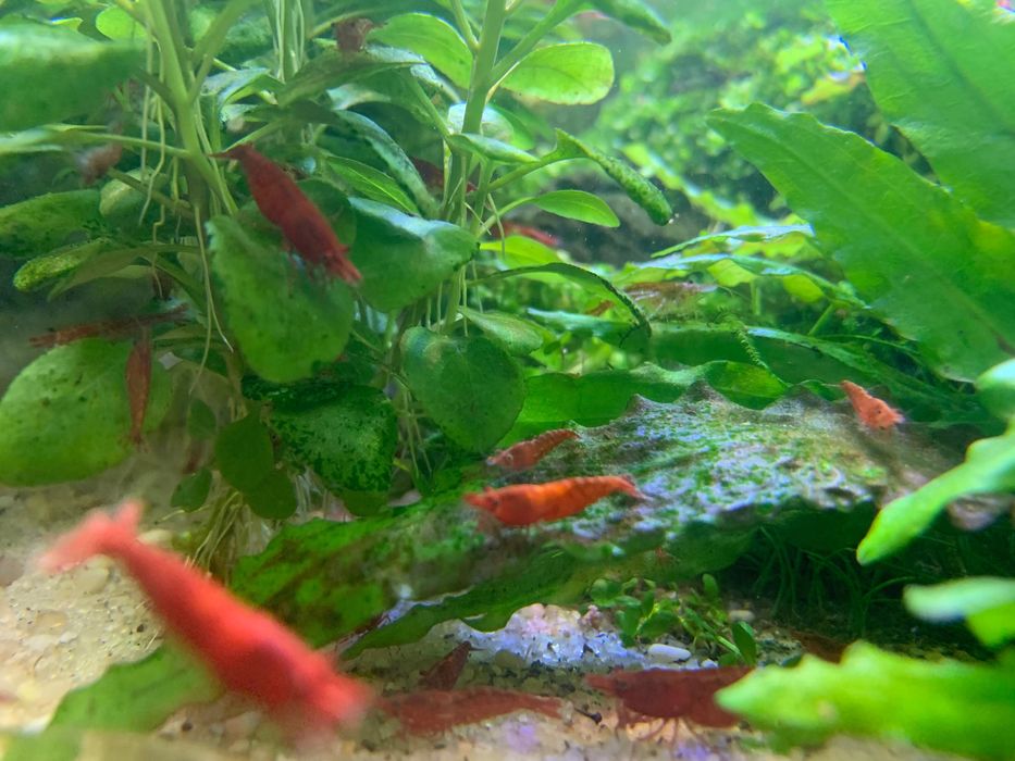 Krewetki Red Cherry, RC ładnie wybarwione