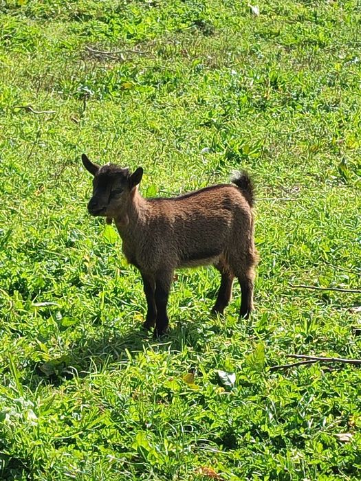 Cabras anãs  muito dóceis