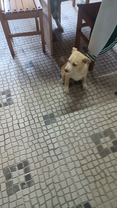 Linda cachorra castanha e manhas brancas