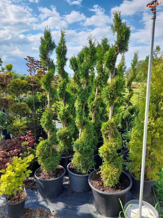 Tuje szmaragd, katalpy, róże