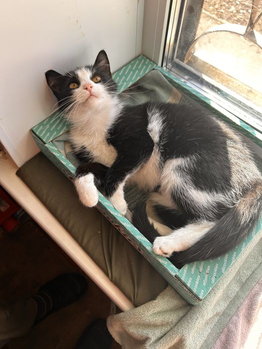 Кошенята шукають сімʼю