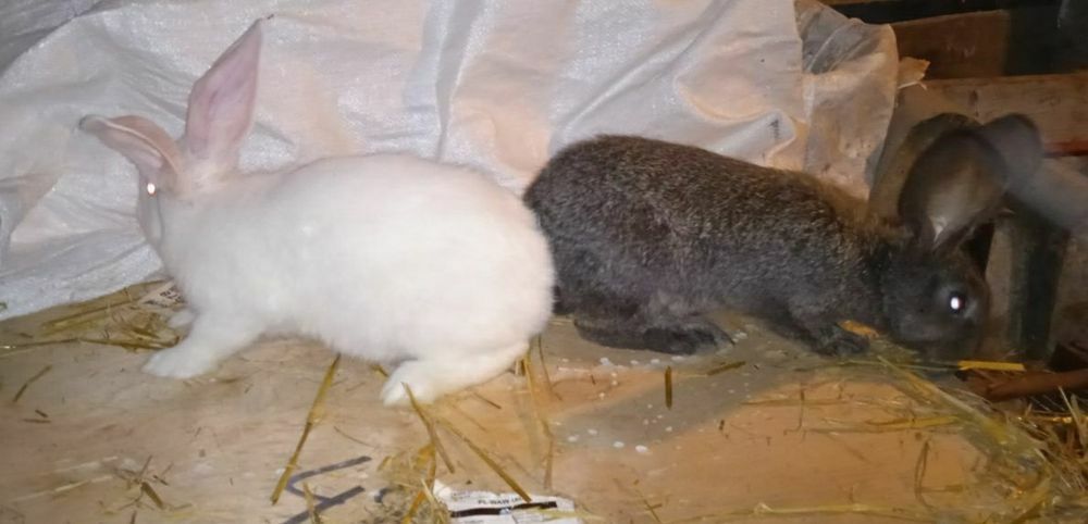 Króliki  3kg do dalszej hodowli