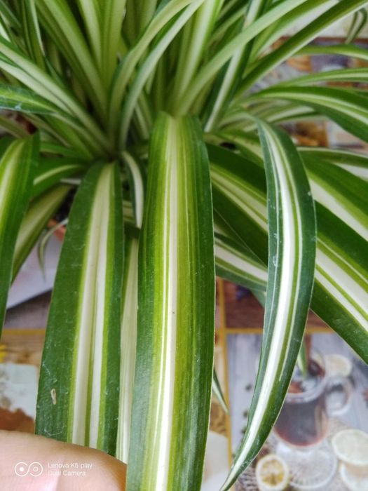 Квіти кімнатні , хлорофітум