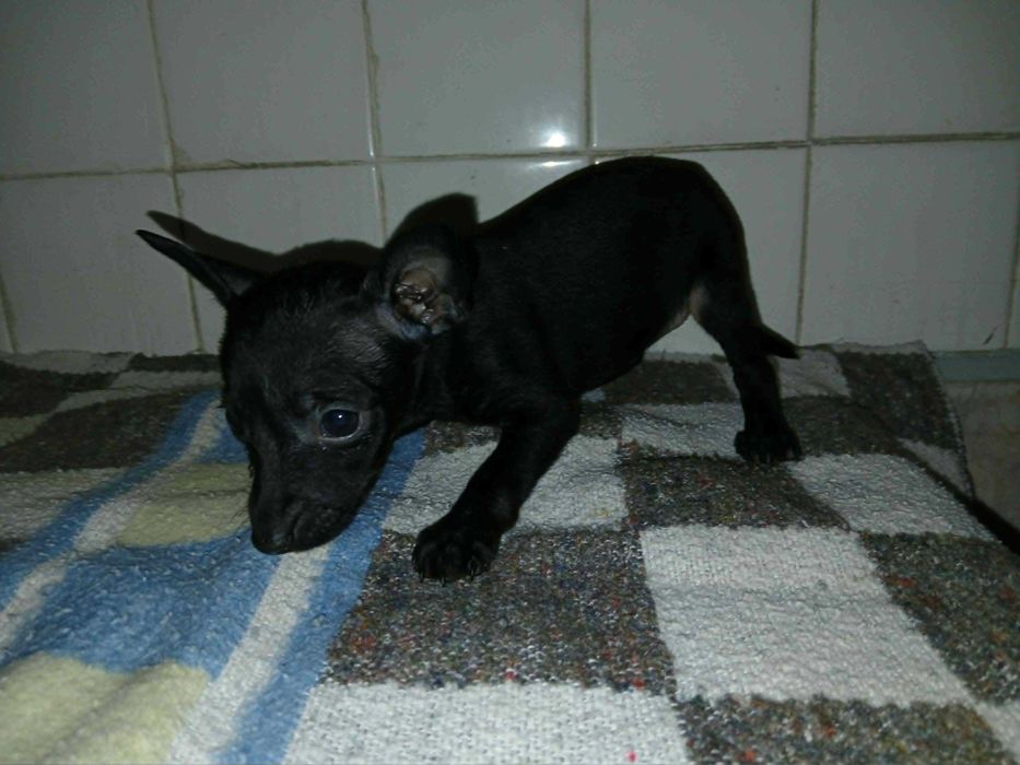 Pinscher Super Miniatura Fêmea