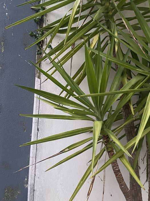 Planta Yucca pequena