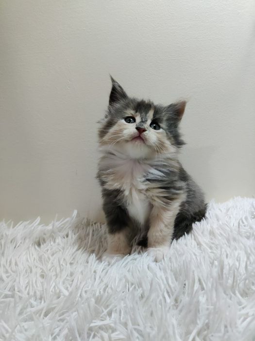 Maine Coon / ruda / FPL