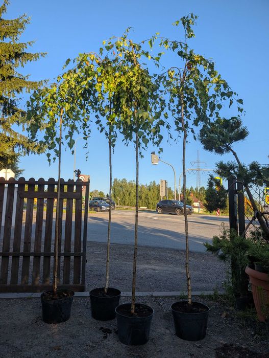 Brzoza Youngii – szczepienia na 2 m.Idealna do Twojego Ogrodu!