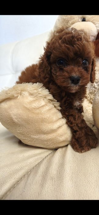 Пудель Киев ред браун red brown