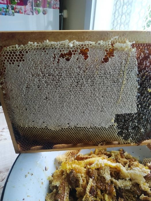 Продам "Бджоло-пакети Карпатка  Гірська"