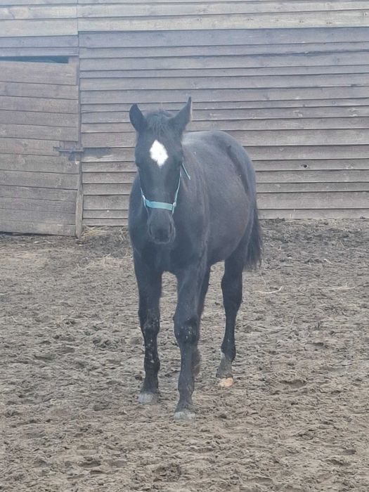 Sprzedam ogierka ślaskiego