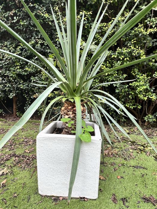 Plantas grandes com vasos