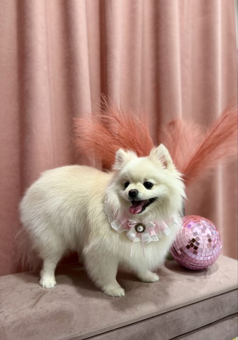 Грумінг у Винниках