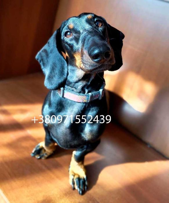 Пропоную для в'язки кобеля такси