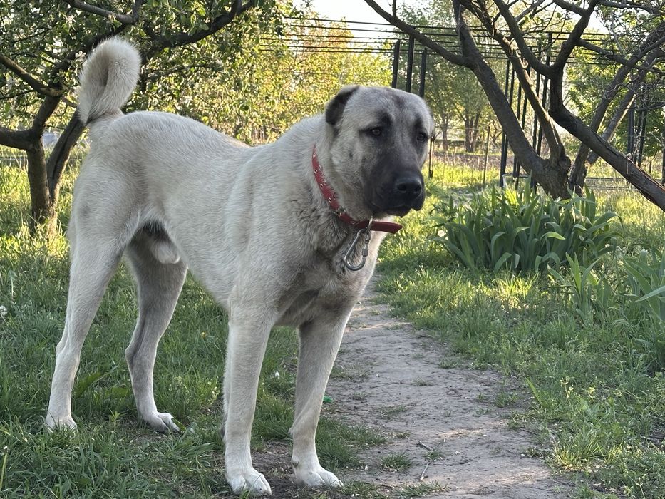 Вязка кобеля Кангала