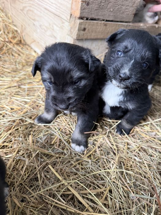 Щенята в добрі руки