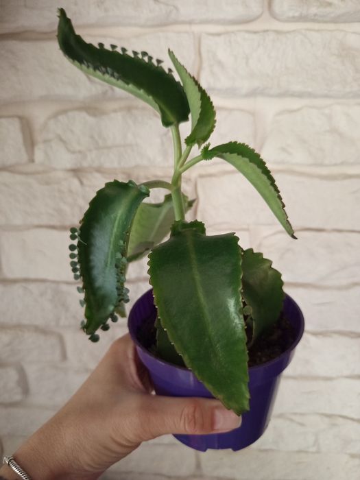 Rosliny lecznicze żyworódka geranium anginka aloes