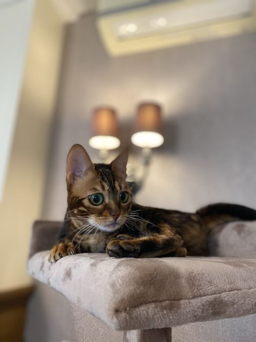 Продам домик для кота, кошки. Качественные кошачьи домики
