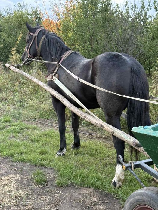 Продам спокійну кабилу має 3 роки запряжна!