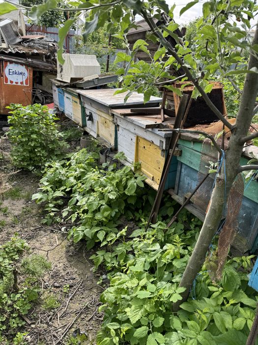 Вулики без бджіл