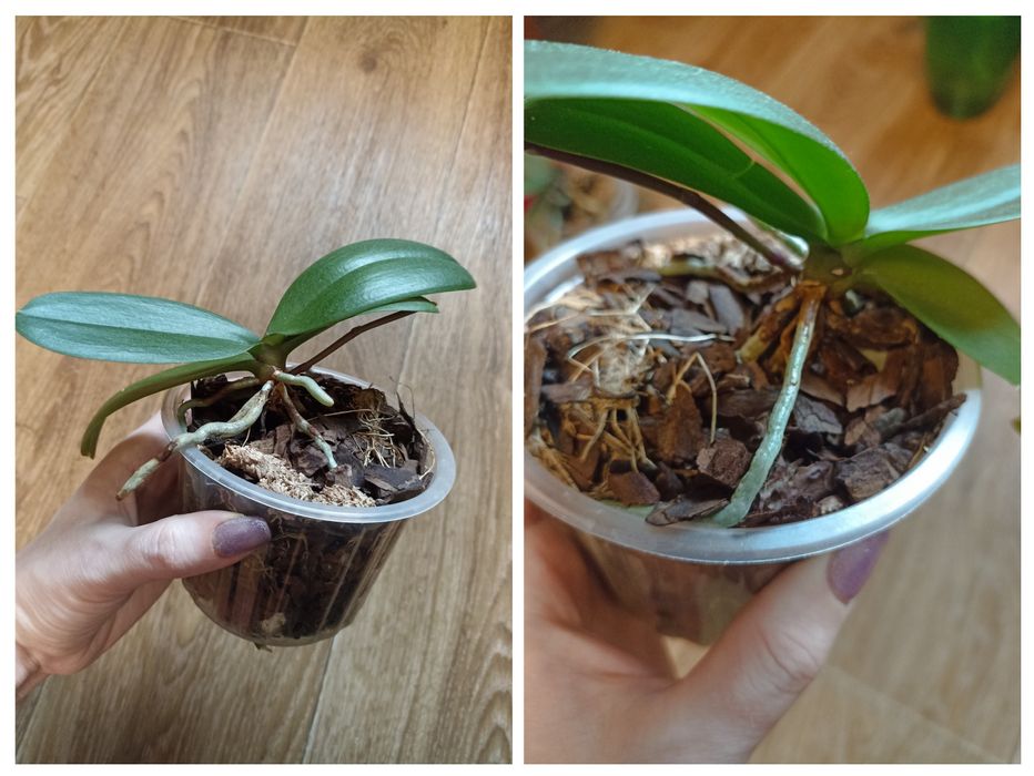 Орхідеї дорослі і підлітки.