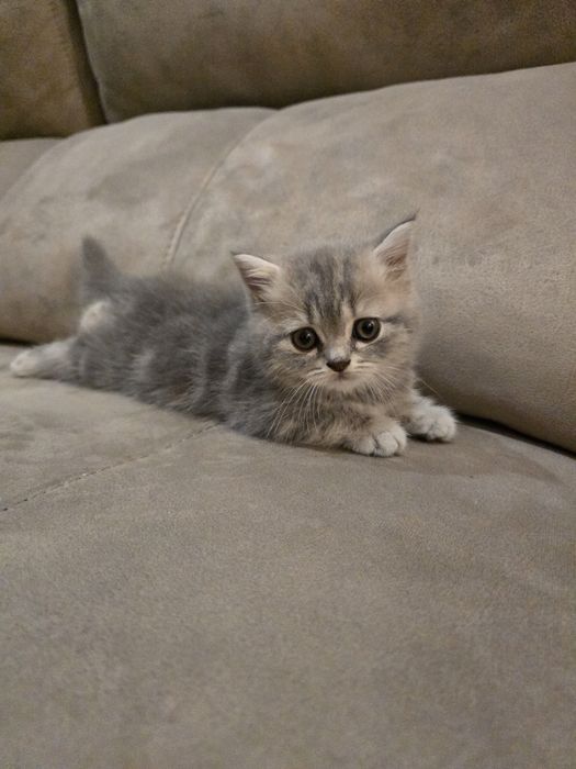 Gatinha Scottish Straight Silver Tabby