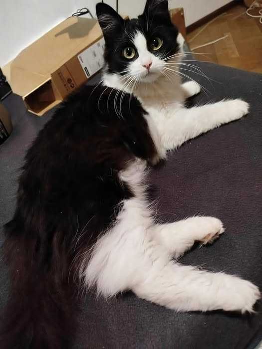 Młoda puchata kotka Sonia szuka domu